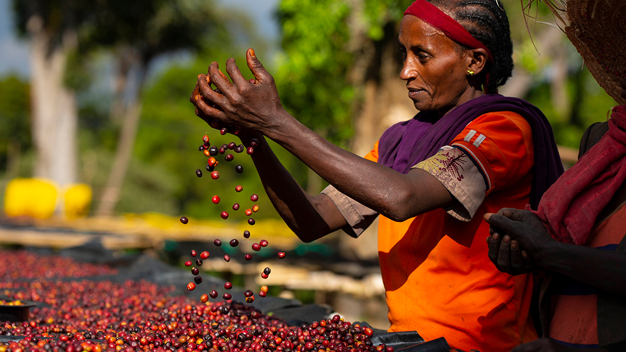 Povestea Konga Wete White - Heirloom | Ethiopia – Brewkai Coffee Club