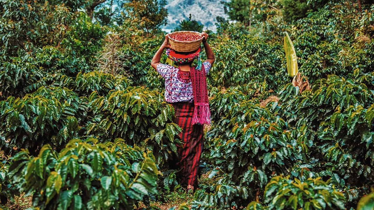 Povestea La Laguna – Red Caturra Guatemala