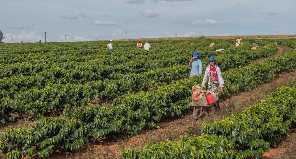 Full Bloom - Brazil | Whole Bean Coffee, 250 g